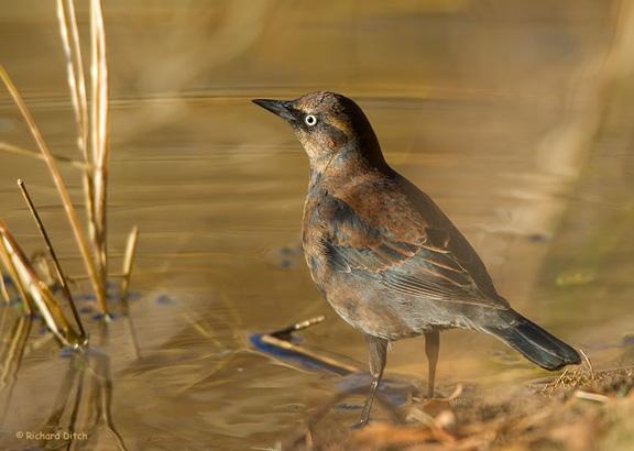 RustyBlackbird1808RD