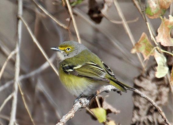 WhiteeyedVireo1508