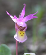 Calypso bulbosa, a rare orchid was not uncommon