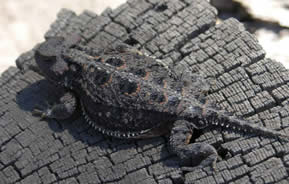 Greater Short-horned Lizard