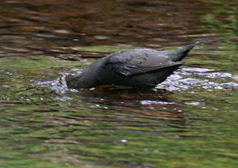 American Dipper - Marceline VandeWater