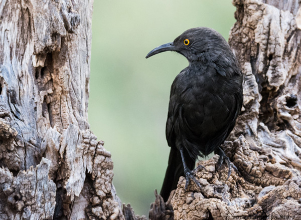 black thrasher bird