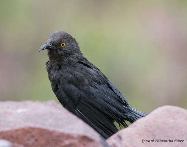 black thrasher bird
