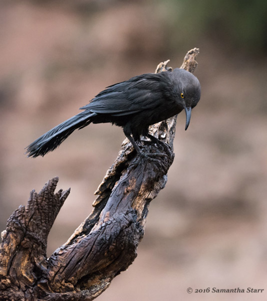 black thrasher bird