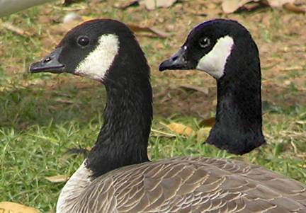 Goose Heads Comparison