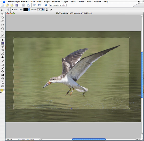 Example of cropping using Photoshop Elements