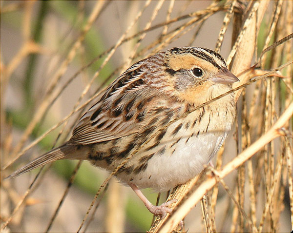 Le Conte's Sparrow