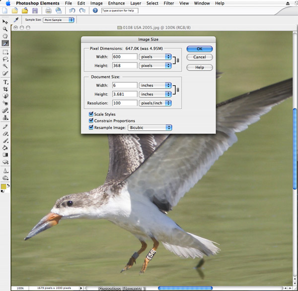 Example of Resizing with Photoshop Elements