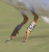 Band detail, Black Skimmer, Gillespie Dam