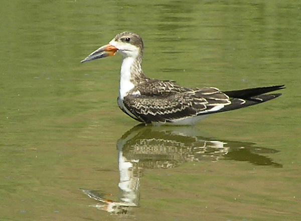 Black Skimmer, Gillespie Dam