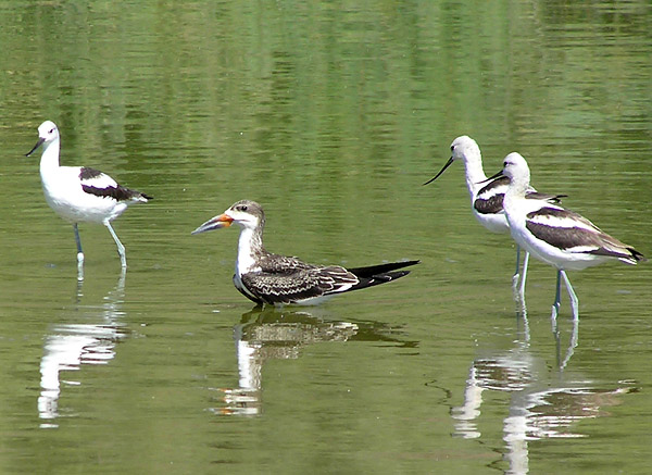 Black Skimmer, Gillespie Dam