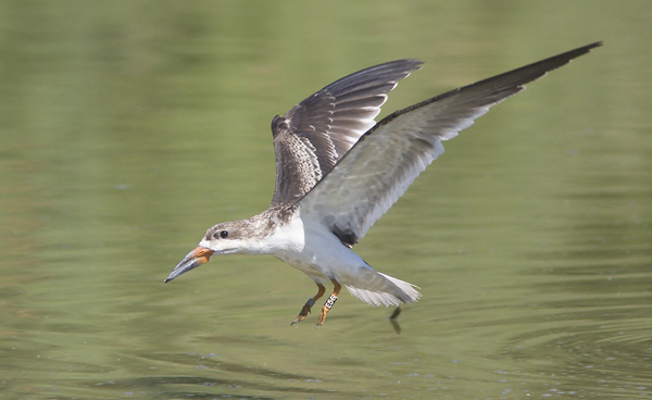 Black Skimmer, Gillespie Dam