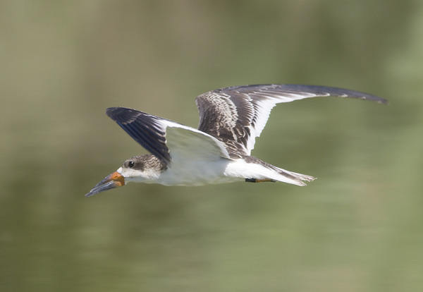 Black Skimmer, Gillespie Dam