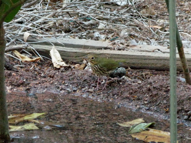 Ovenbird, Desert Botanical Gardens, Richard Ditch