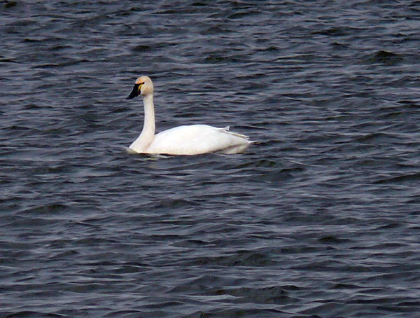 Trumpeter Swans at Corona de Tucson WTP