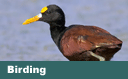 AZ eBird Gaps